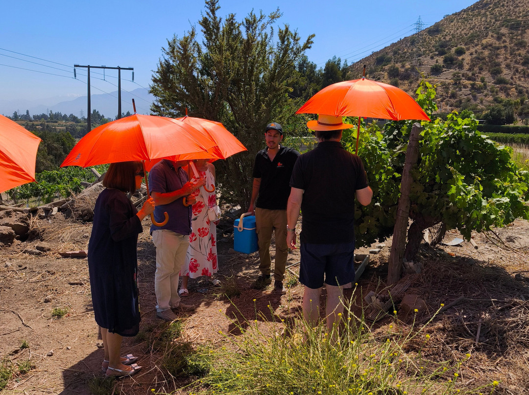 Besoain Wines-Pirque必去景点