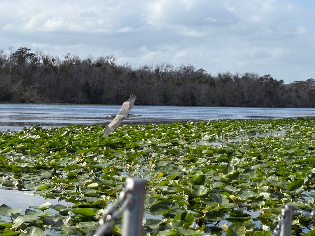 Alligator Kingdom Airboat Tours-Satsuma必去景点