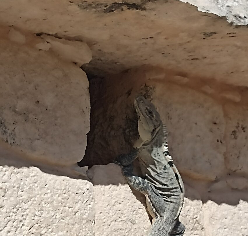 Absolute Adventure Mexico-普拉亚德尔卡曼必去景点