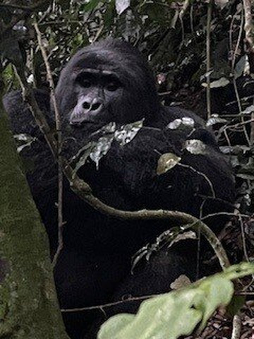 Blacksmith safaris ltd-坎帕拉必去景点