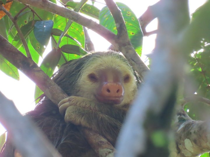 Manatus Hotel-官方