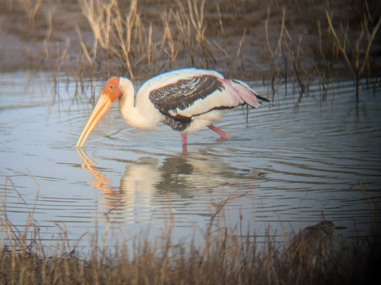 Udawalawe Lahiru Safari Guide Tours-乌达瓦拉维国家公园必去景点