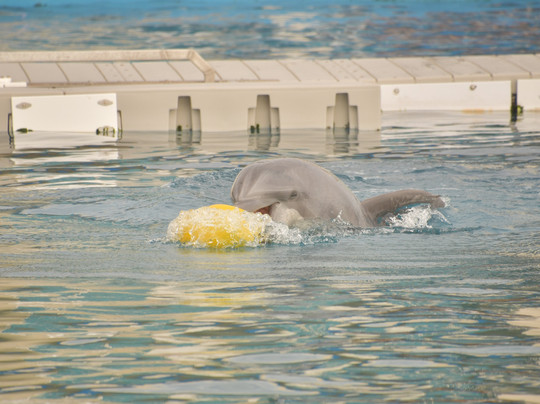 Marineland Dolphin Adventure-Marineland必去景点