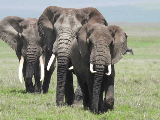 Mamaland Safaris-坎帕拉必去景点