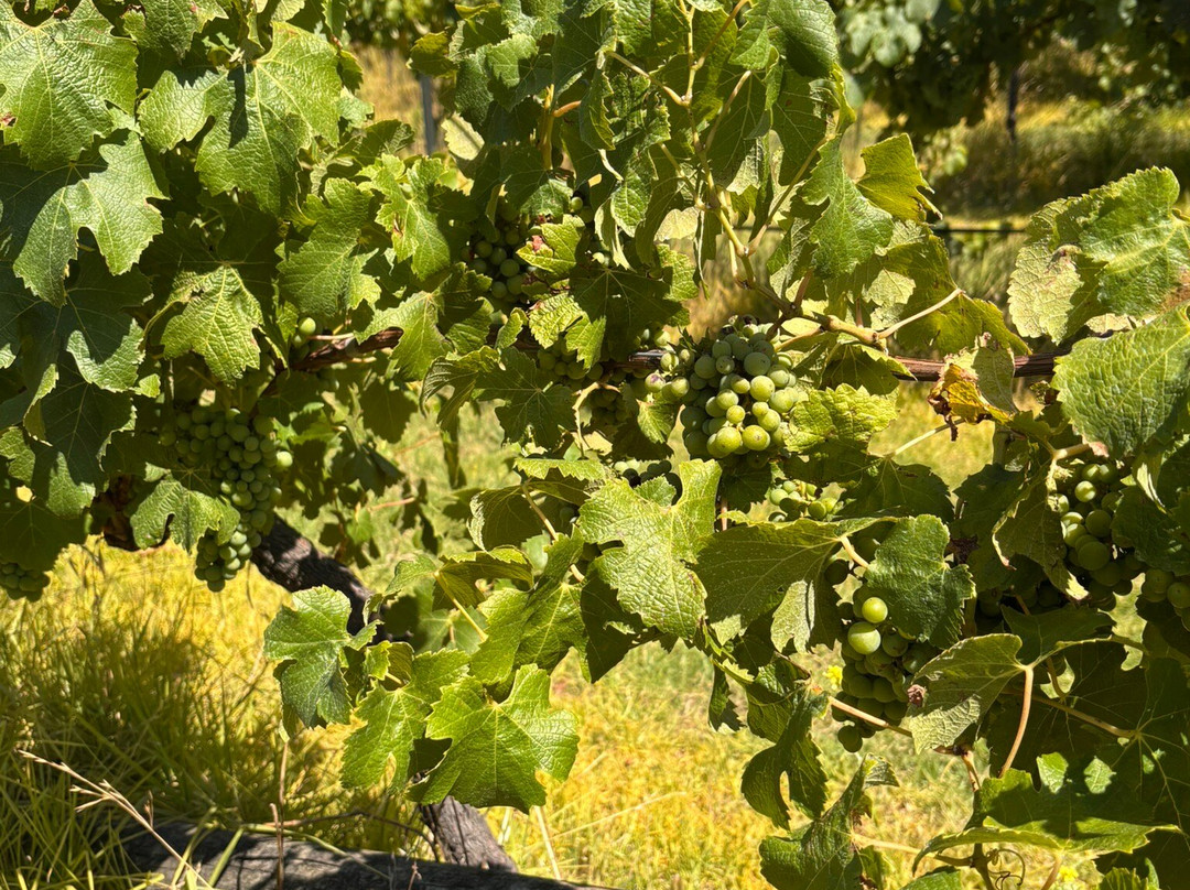 Glenmaggie Wines-Tinamba必去景点