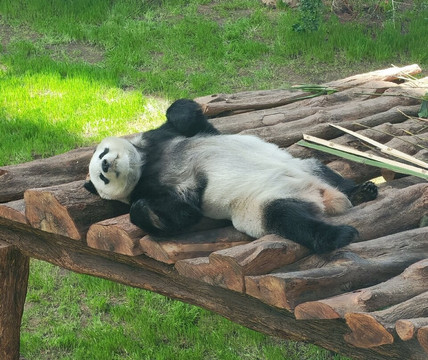 Panda House At Al Khor Park-Al Khor必去景点