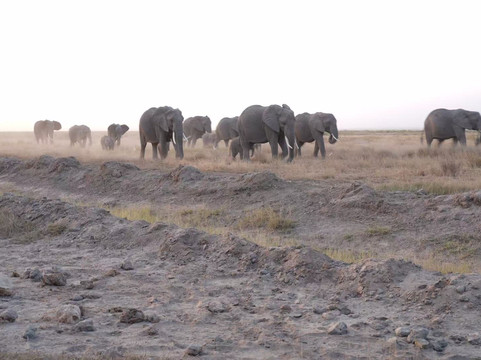 Sino Africa Safari-内罗毕必去景点