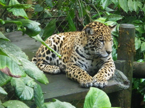 Zoo De Guadeloupe Au Parc Des Mamelles-Bouillante必去景点