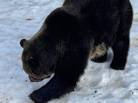 Juraparc-Vallorbe必去景点