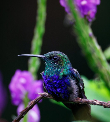 Manu Tour Operator  Expediciones Vilca-Manu必去景点