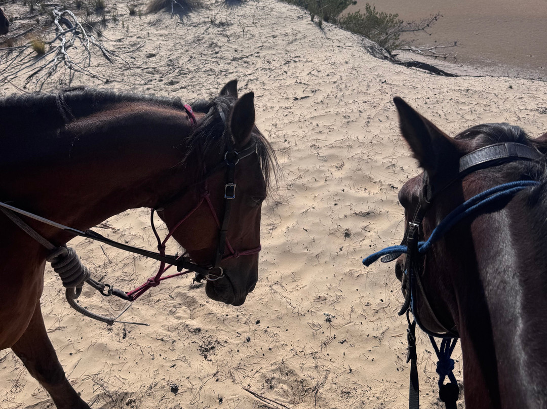 Horse Riding Tasmania-Woodsdale必去景点