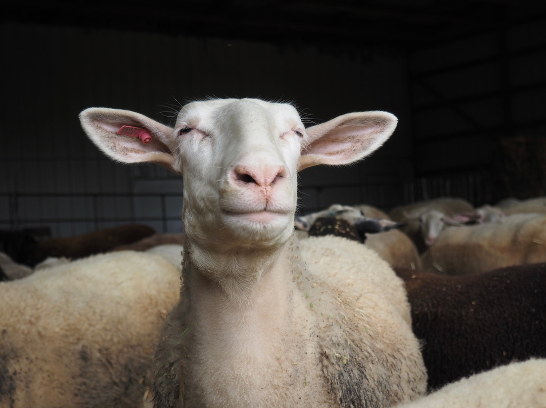 Green Dirt Farm-Weston必去景点
