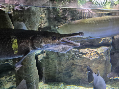 Marassi Aquarium & Underwater Zoo-Diyar Al Muharraq必去景点