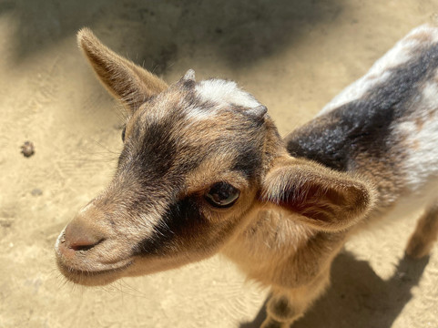 The Little Farm-扎金索斯州必去景点