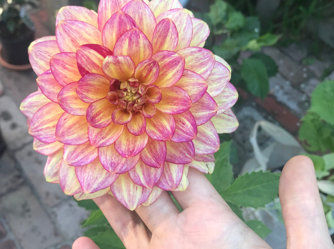 Frogmore Gardens-Blackwood必去景点