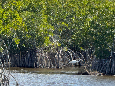 Wooten's Everglades Airboat Tour-奥乔皮必去景点