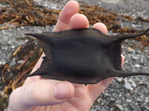 Blackhead Path-Whitehead必去景点