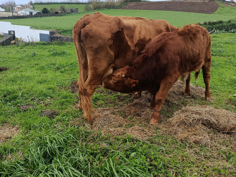 Quinta do Agricultor-蓬塔德尔加达必去景点