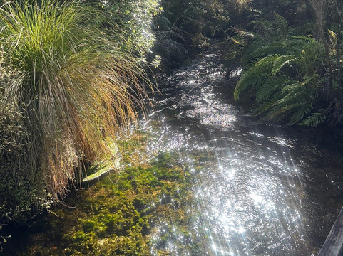 Te Waikoropupu Springs (Pupu Springs)-南岛必去景点