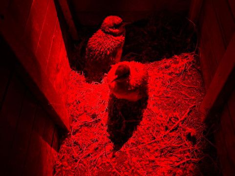 比奇诺观企鹅之旅-比奇诺必去景点