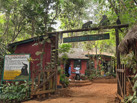 Tacugama Chimpanzee Sanctuary-弗里敦必去景点