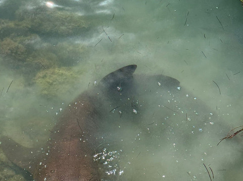 Pigeon Key-马拉松必去景点