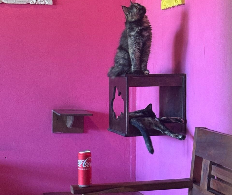 Cat Island Lembongan-蓝梦岛必去景点