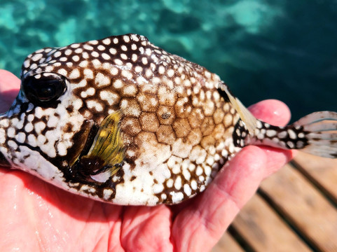 Playa Piskado/Playa Grandi-Sabana Westpunt必去景点