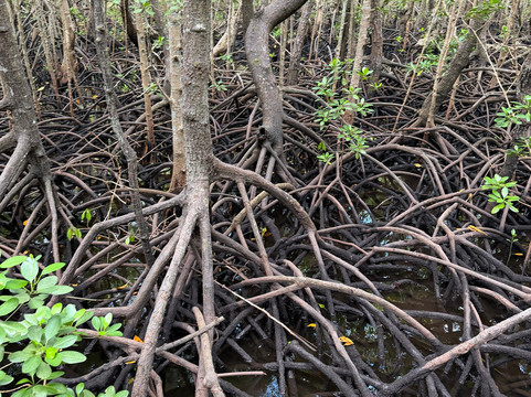 ZANZIBAR PRIVATE TOURS-孥归必去景点