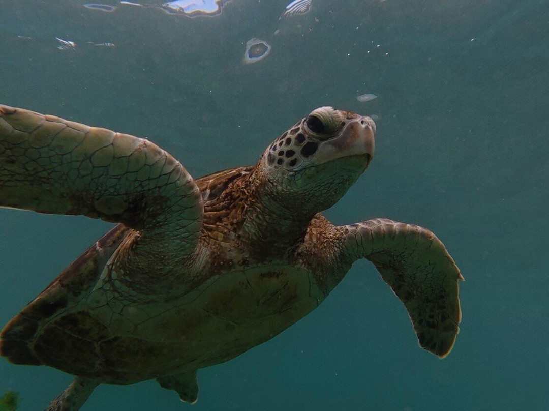 Hiru's turtle vibe-Thalaramba必去景点