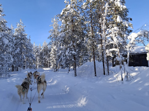 Arctic Circle Husky Park-罗瓦涅米必去景点