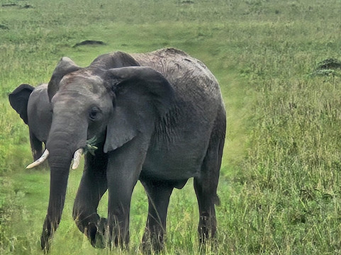 Meander Africa Safaris-内罗毕必去景点