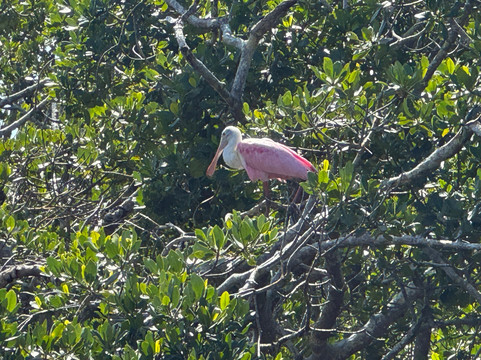 Sarasota Paddleboard Company-萨拉索塔必去景点