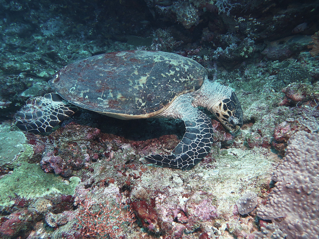 DivePoint Guraidhoo-康杜玛岛必去景点