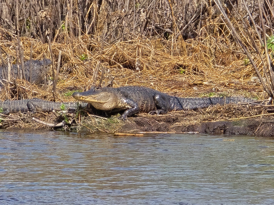Black Hammock Adventures-Oviedo必去景点