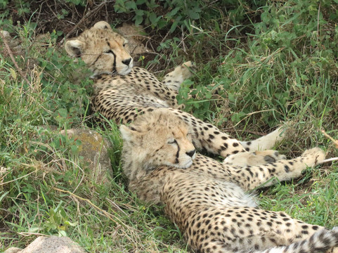 Thomson Safaris-塞伦盖蒂国家公园必去景点