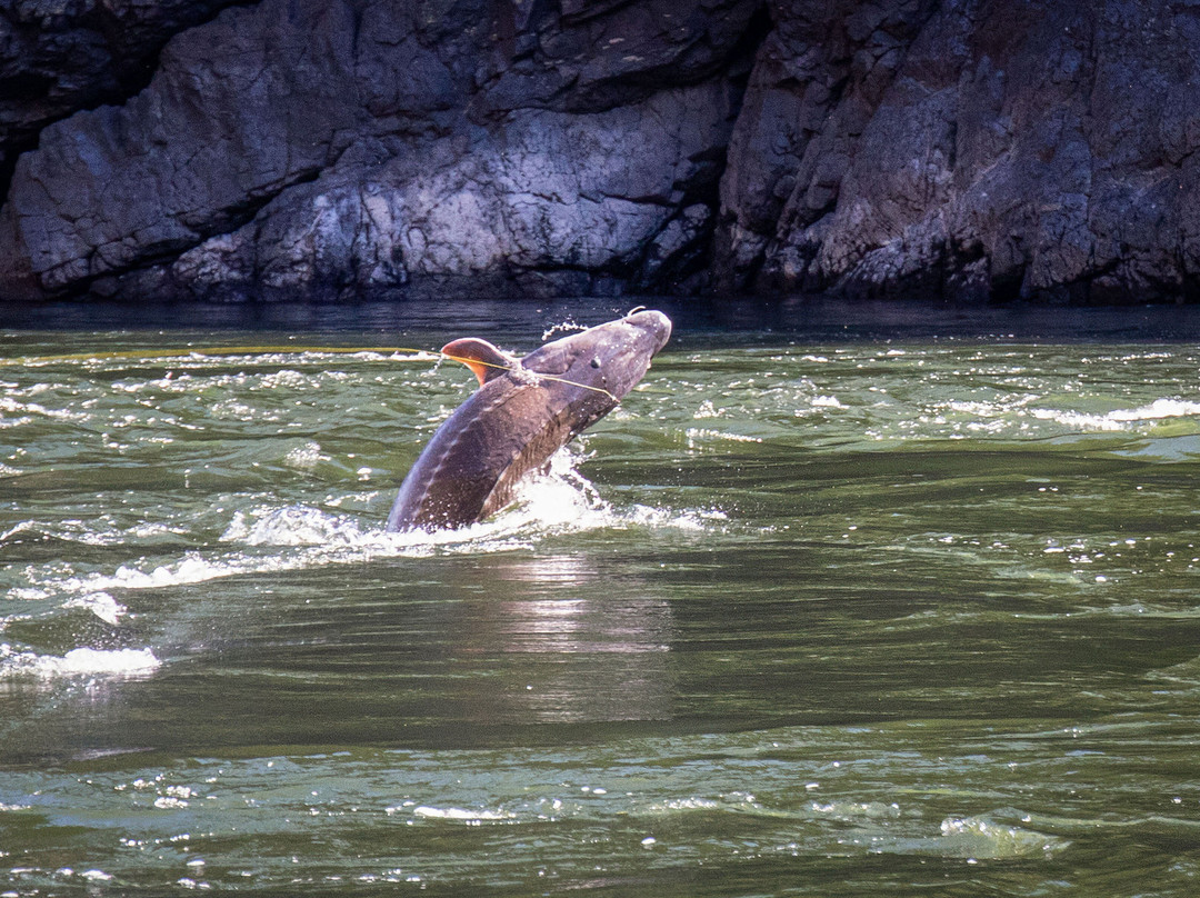 Hells Canyon Sport Fishing, LLC-Clarkston必去景点