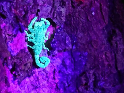 Tarantulas Way-卡维塔必去景点