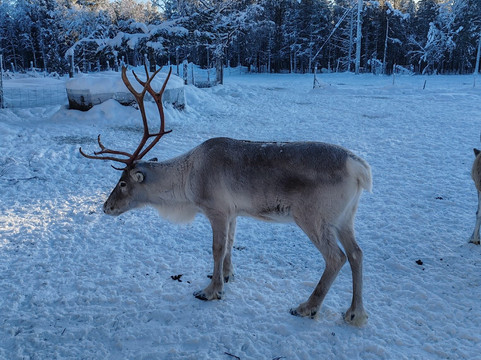 Tuula's Reindeer-伊纳里必去景点