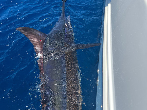 Sport Fish Panama Island Lodge主图