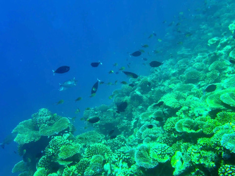 Euro-Divers Meeru-蜜月岛必去景点