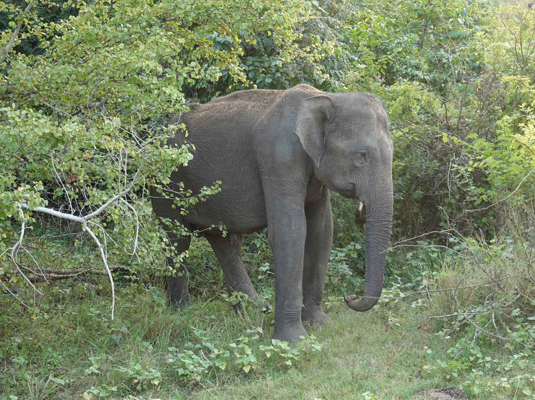Araliya Lanka Tours-因都鲁瓦必去景点