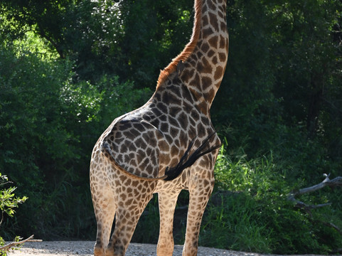 Wild Journeys-尼斯普鲁特必去景点