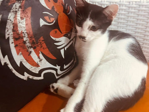 Tiger Muay Thai Bali-Kuta Selatan必去景点