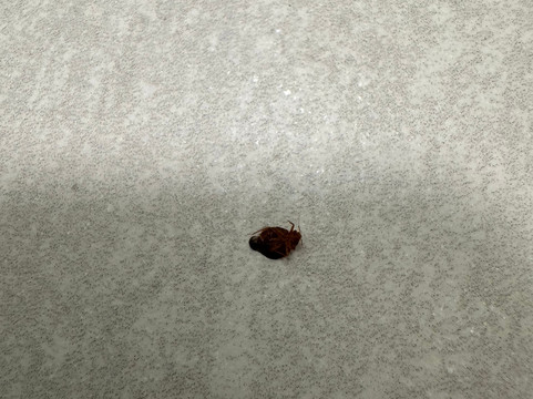 Staybridge Suites 皮奥里亚- DOWNTOWN主图