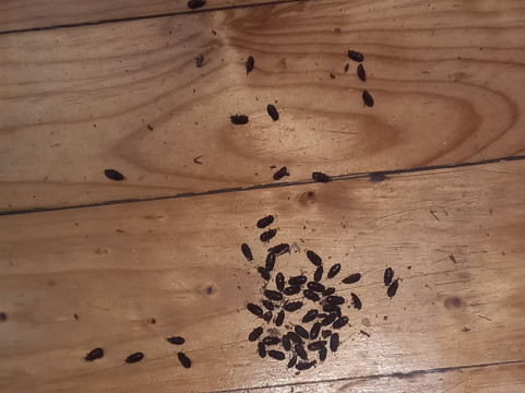 Bontebok National Park-斯韦伦丹必去景点