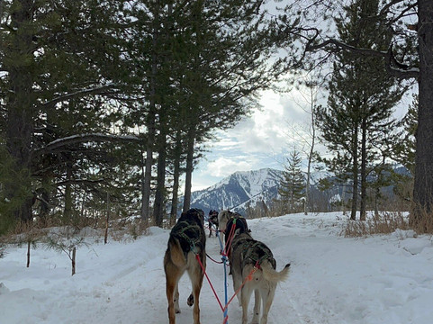 Call of the WYld Dogsled Tours-提顿村必去景点