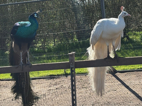 Peacocks Uk-Kempsey必去景点