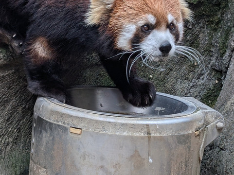 哥伦布动物园-Powell必去景点
