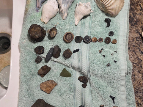 Charleston Fossil Adventures-查尔斯顿必去景点